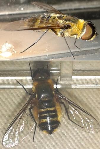 Réf. 264 466 : Villa cingulata